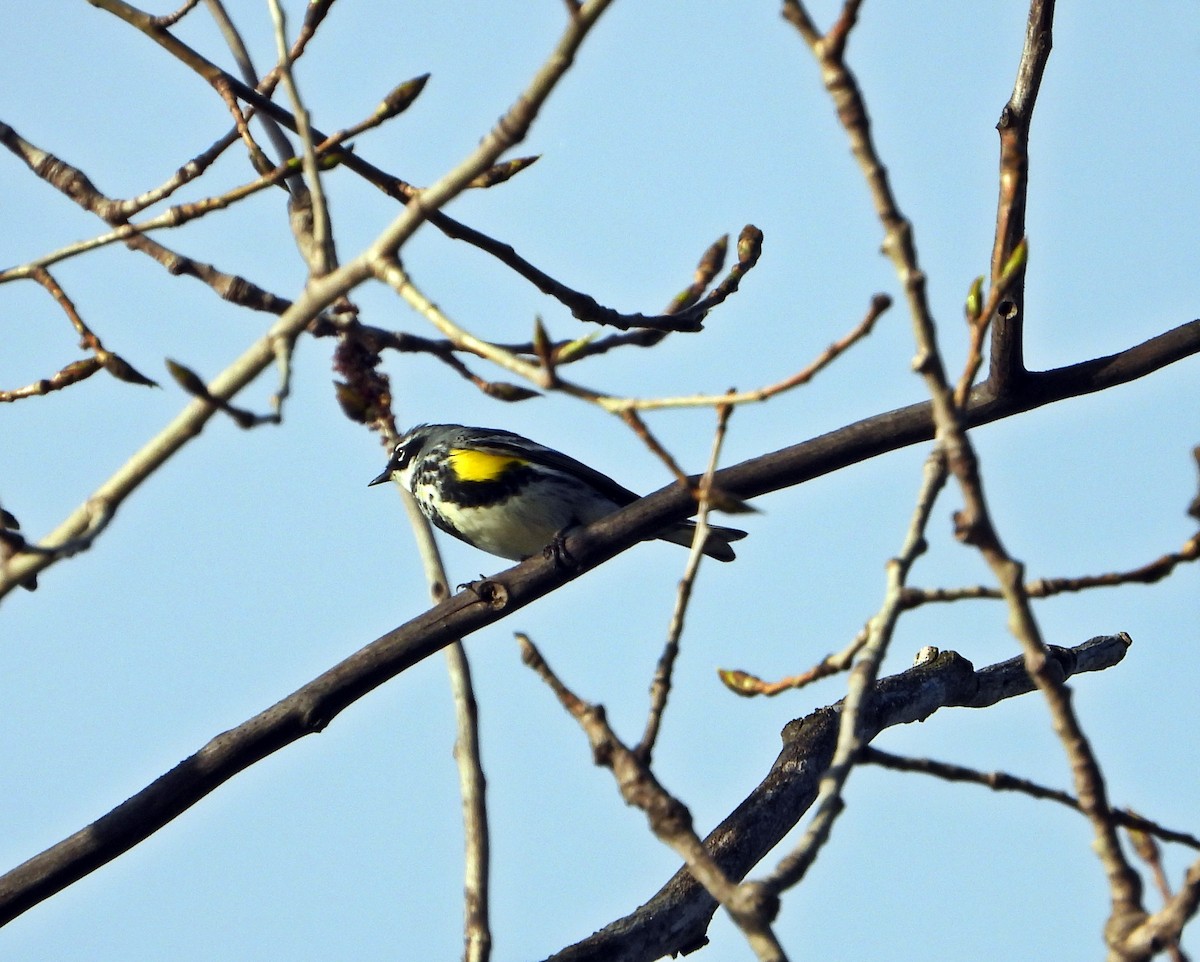 Yellow-rumped Warbler - Pauline Binetruy