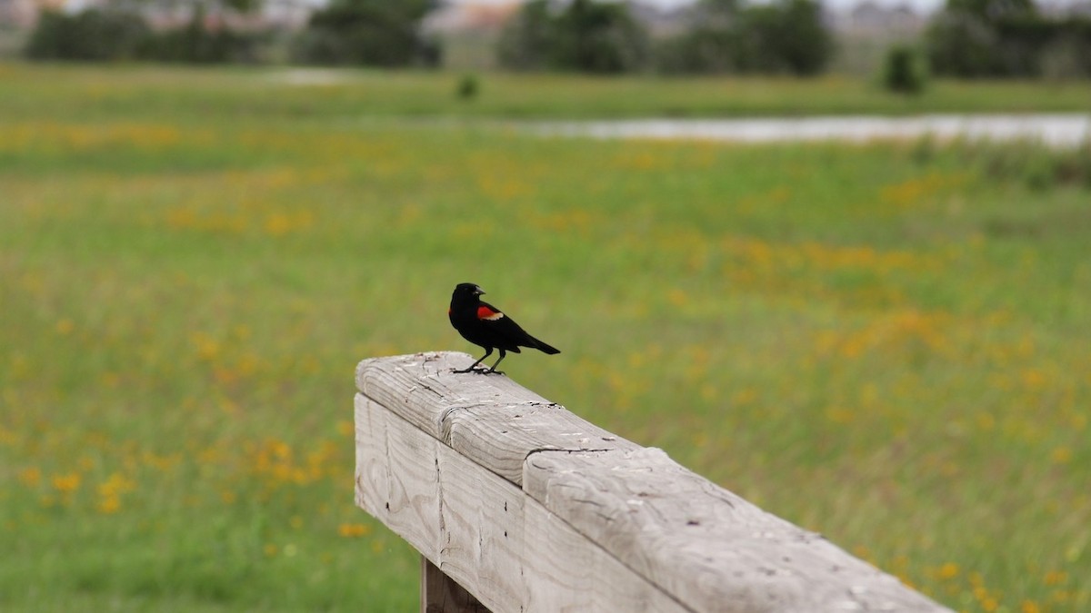 Red-winged Blackbird - ML618836996