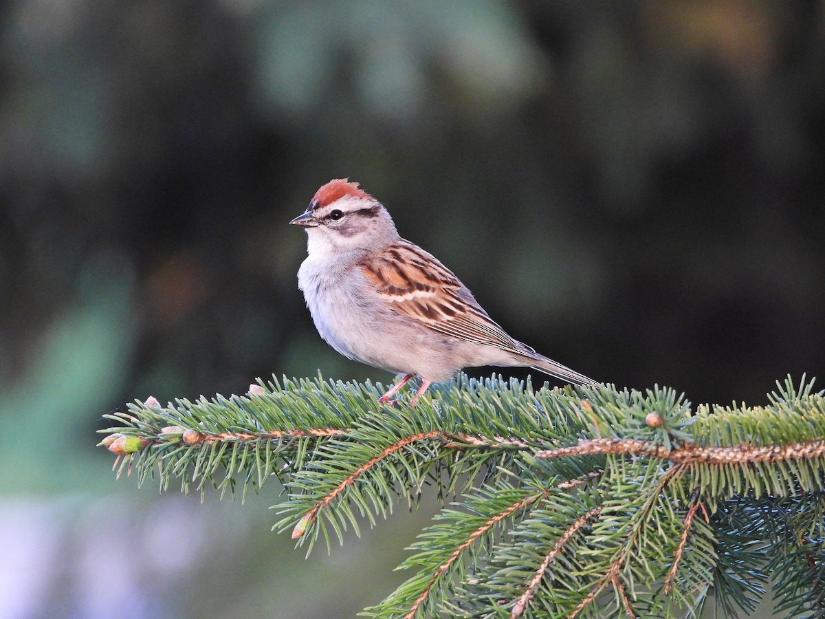 Chipping Sparrow - Pauline Binetruy