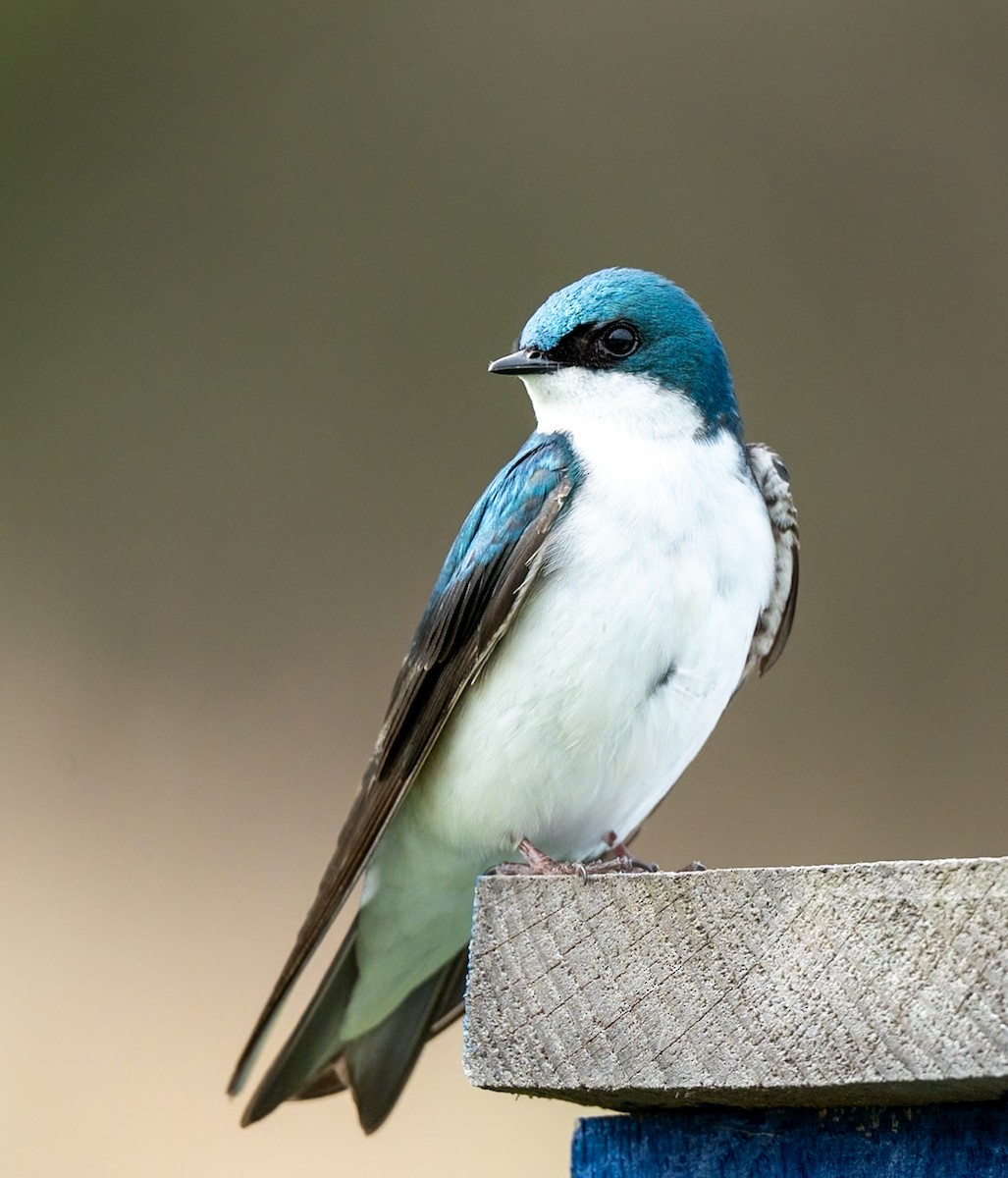 Tree Swallow - Marcus Müller