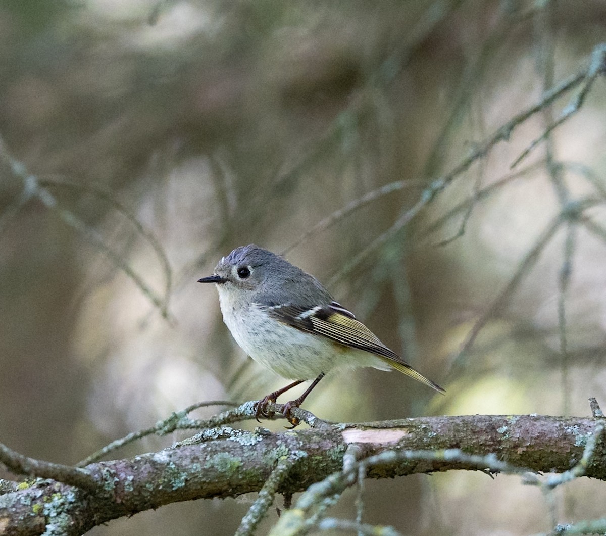 Ruby-crowned Kinglet - Marcus Müller