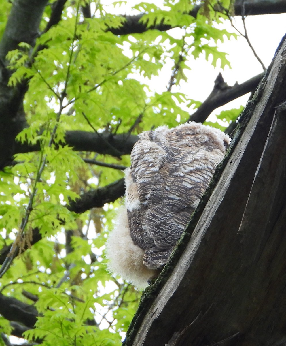 Great Horned Owl - ML618837045