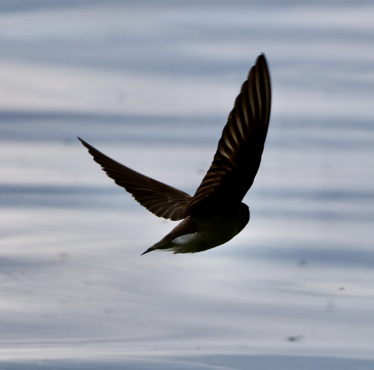 Northern Rough-winged Swallow - ML618837072
