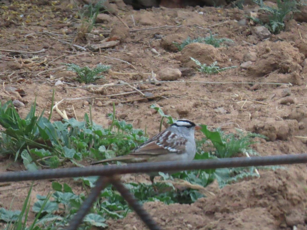 White-crowned Sparrow - ML618837091