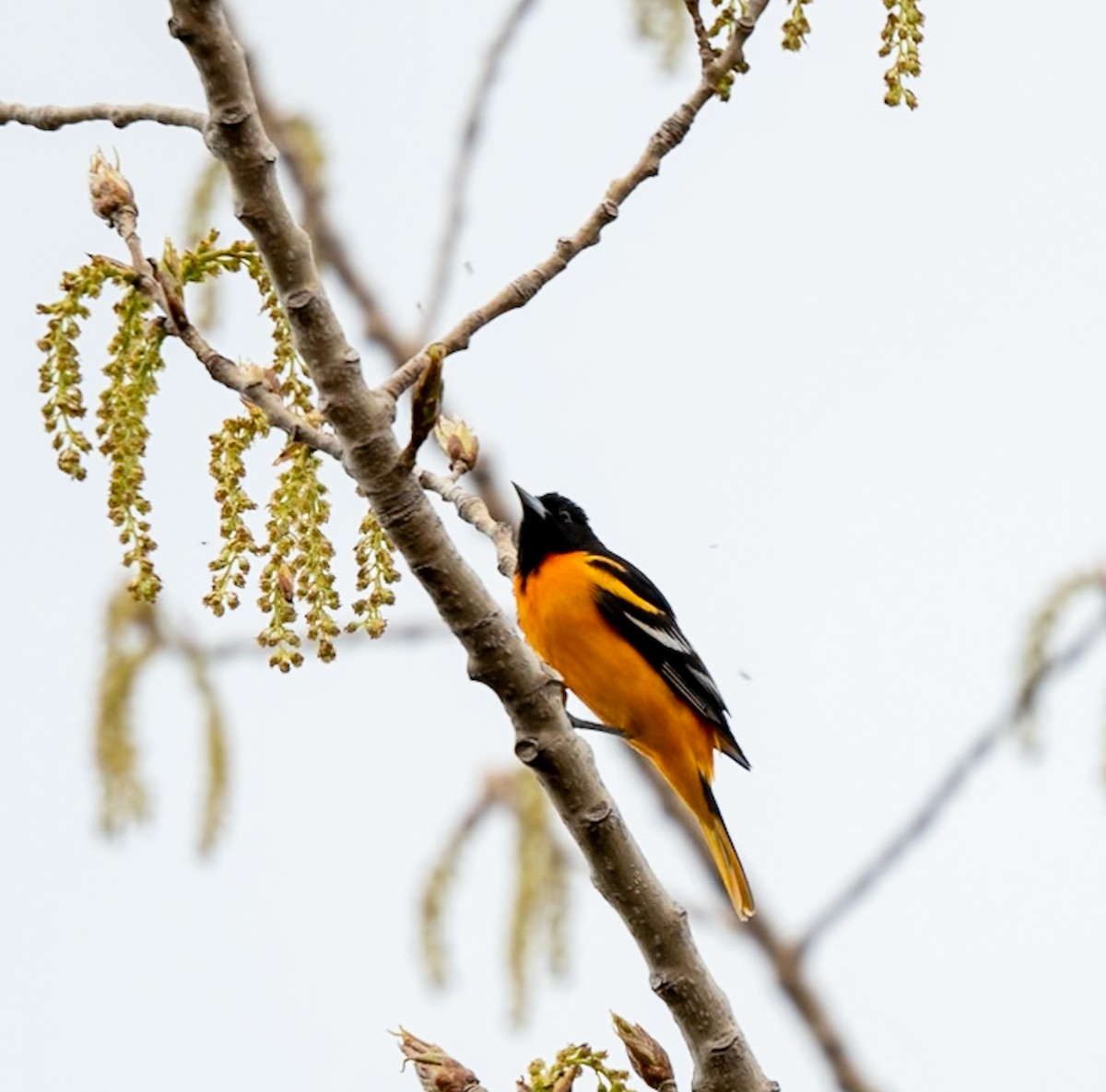 Baltimore Oriole - Marcus Müller