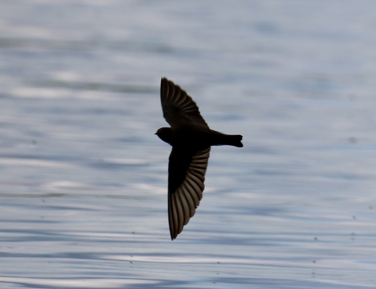 Northern Rough-winged Swallow - Carla Morris