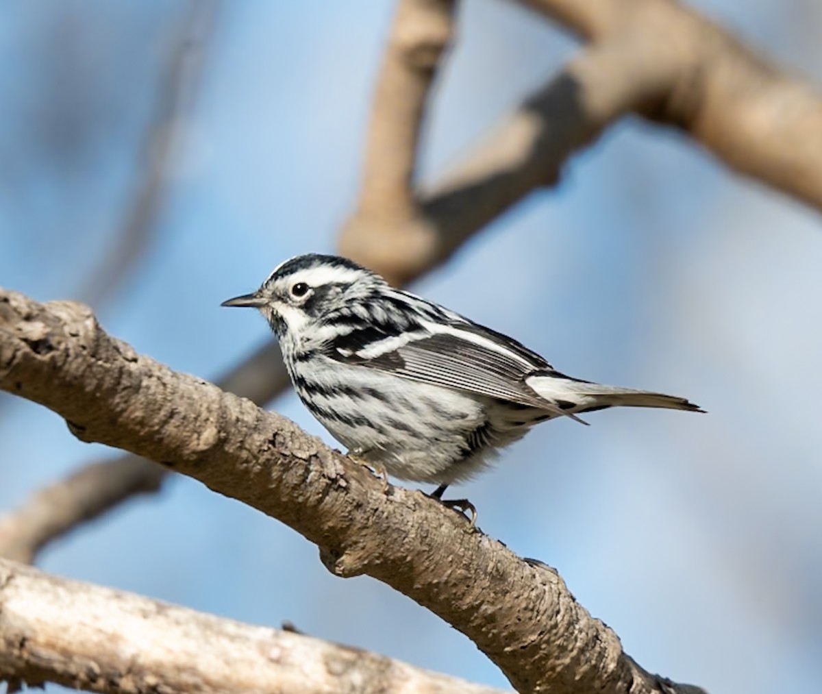 Black-and-white Warbler - ML618837130
