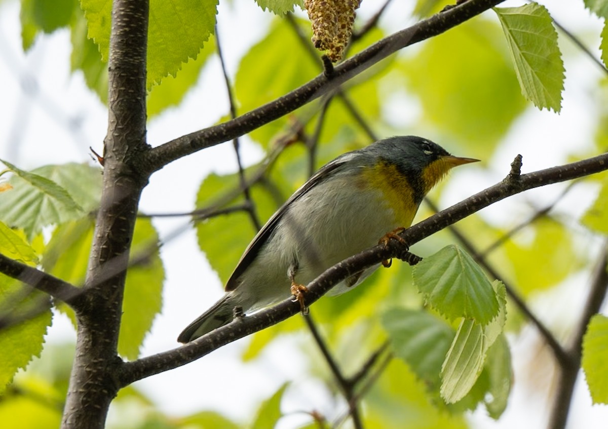 Northern Parula - Marcus Müller