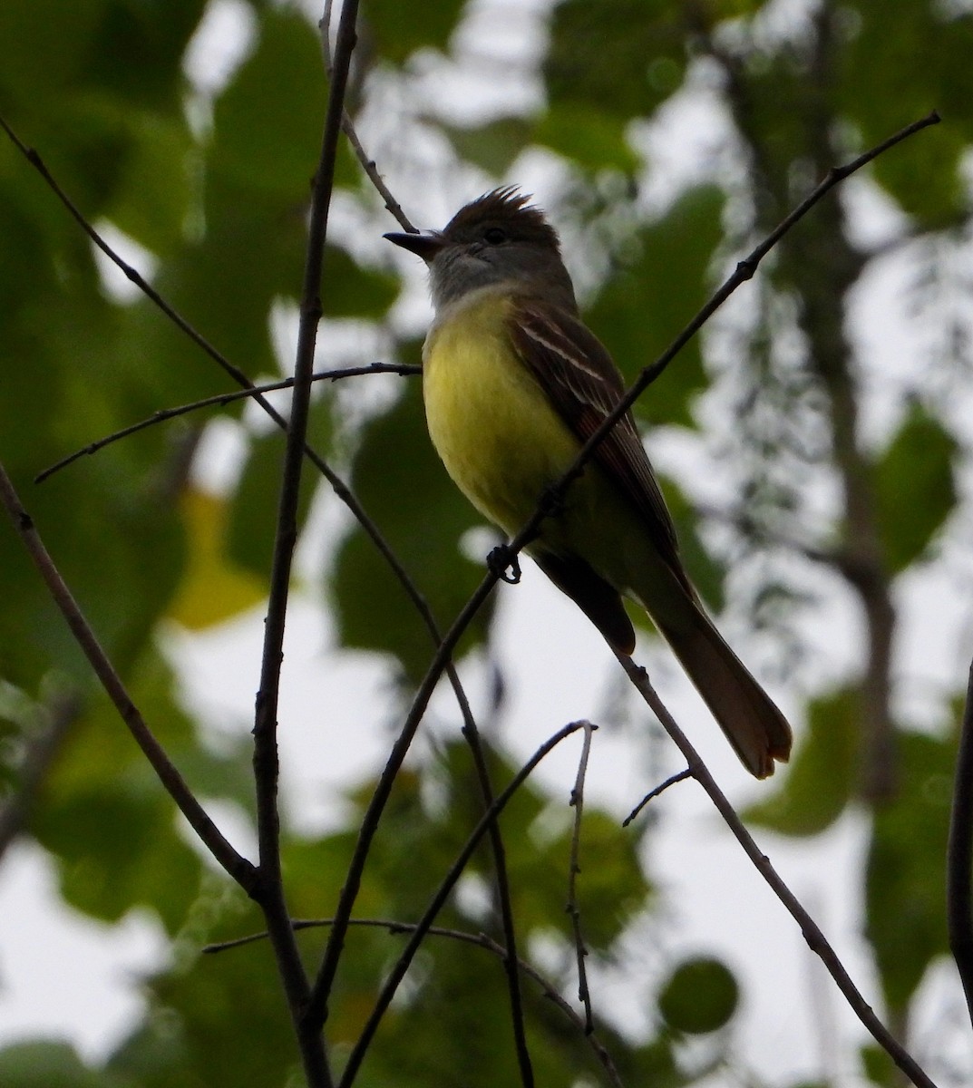 Great Crested Flycatcher - ML618837145