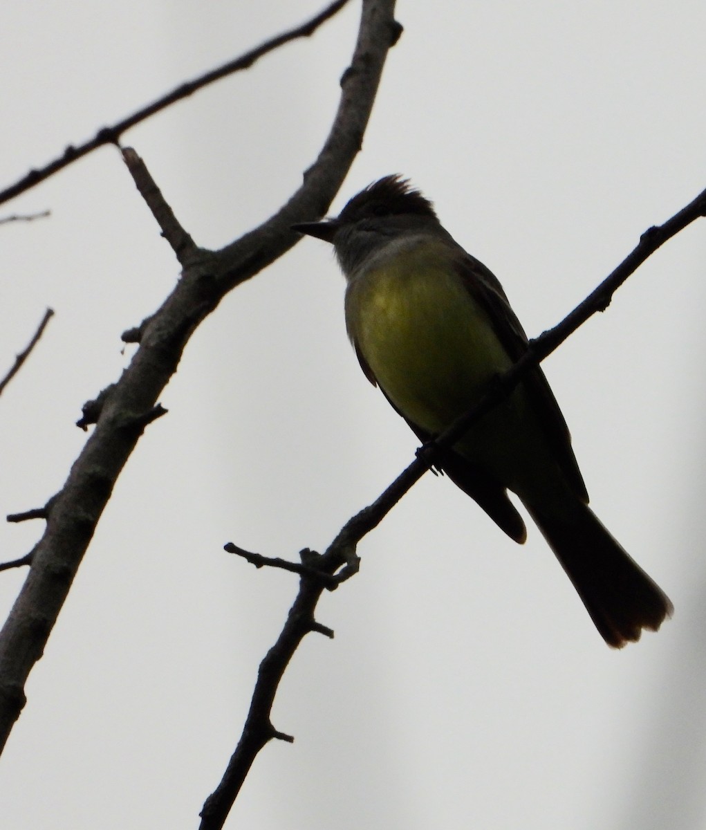 Great Crested Flycatcher - ML618837146