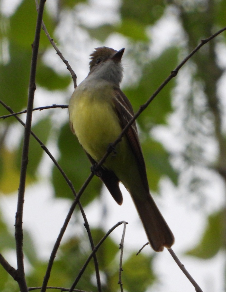 Great Crested Flycatcher - Shirley Andrews