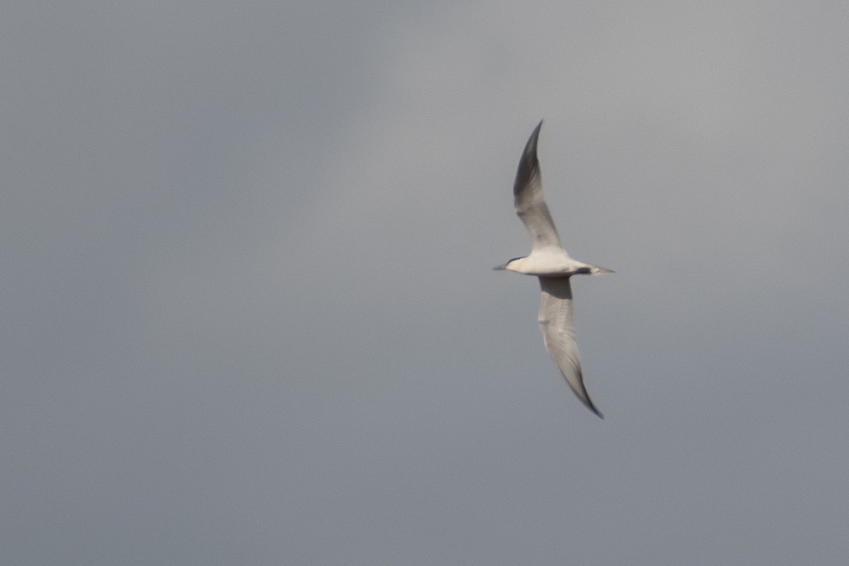 Gull-billed Tern - Ana Amaral