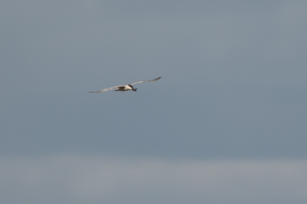 Gull-billed Tern - Ana Amaral