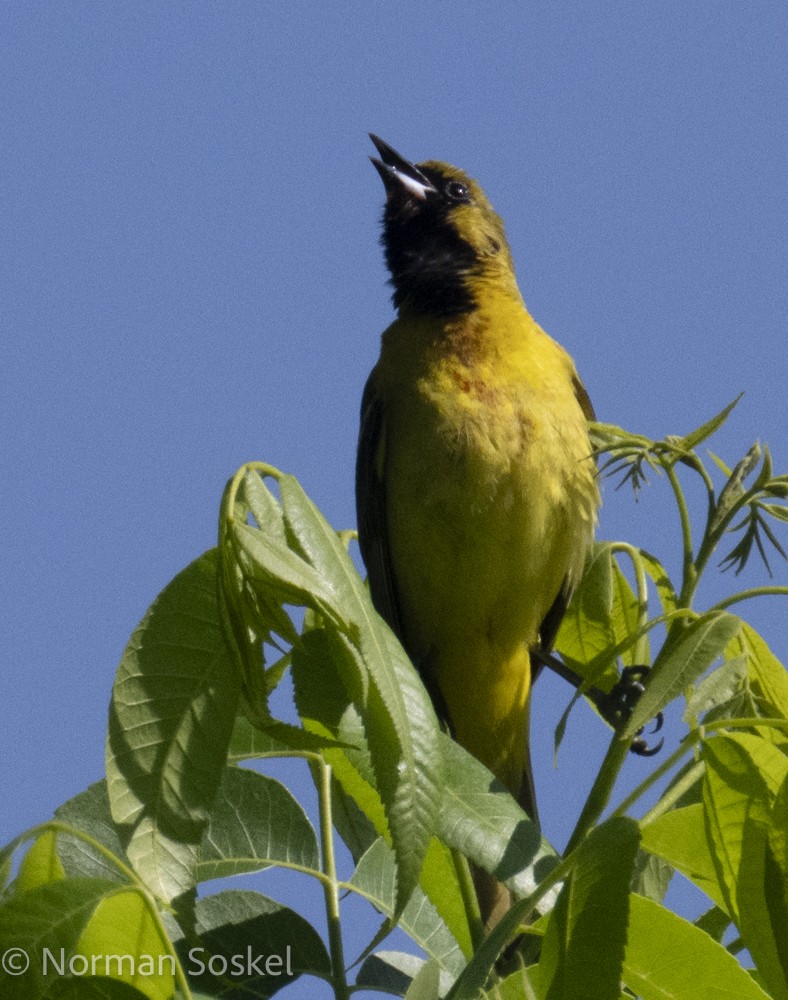 Orchard Oriole - ML618837207