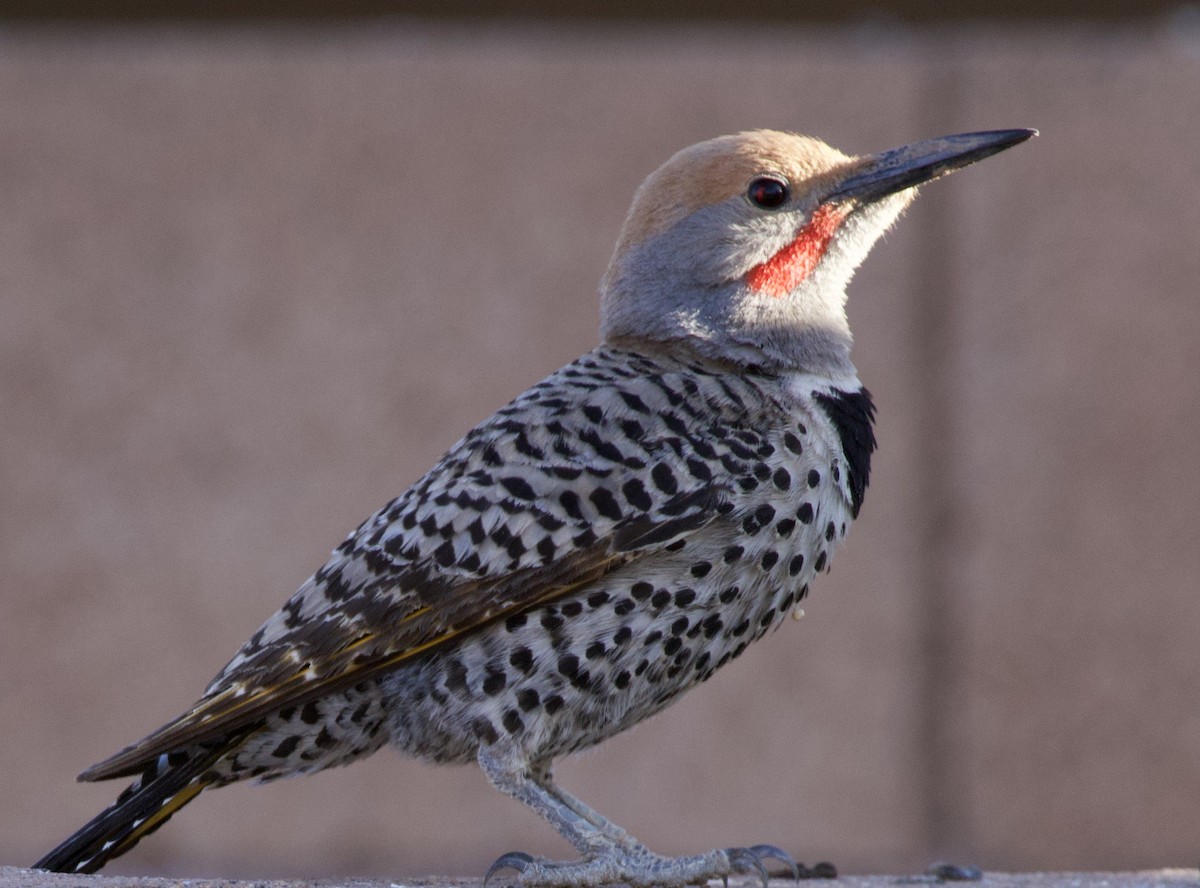 Gilded Flicker - Anonymous