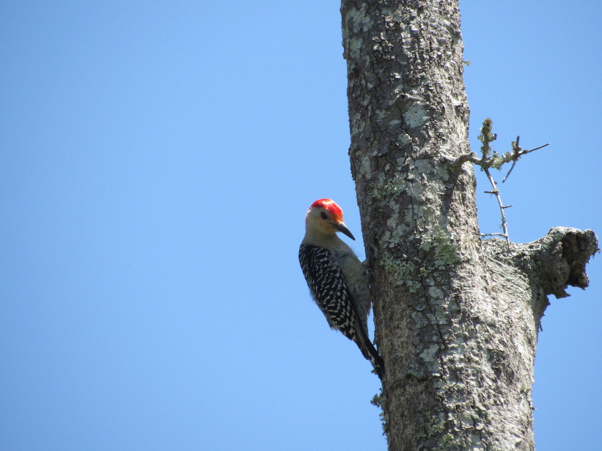 Red-bellied Woodpecker - jerry hutchinson