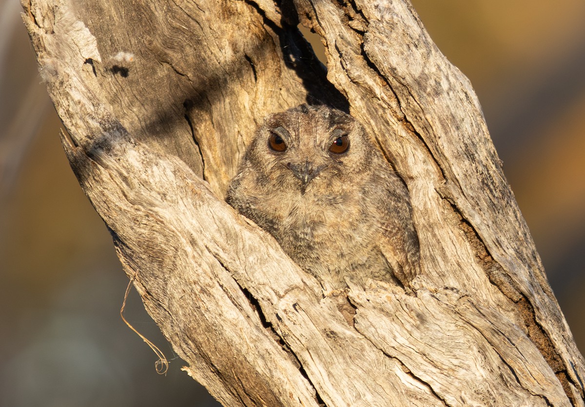 Australian Owlet-nightjar - ML618837269