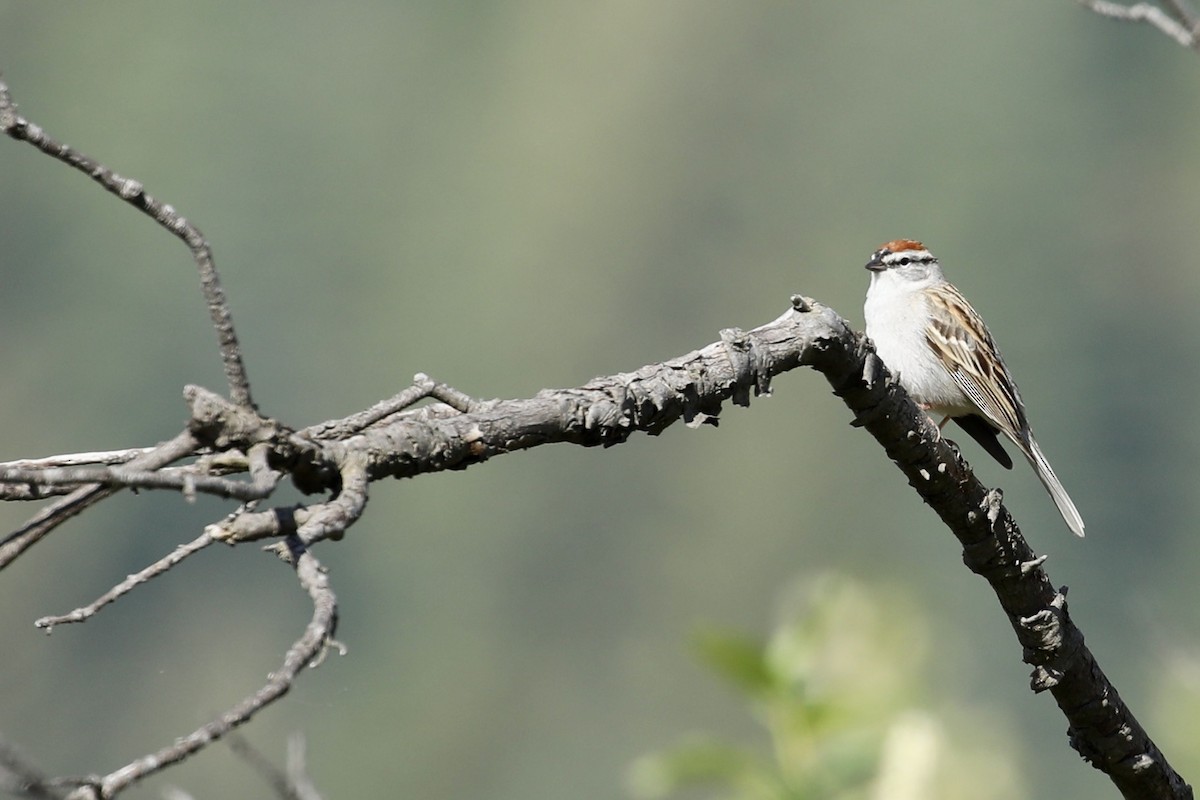 Chipping Sparrow - ML618837277