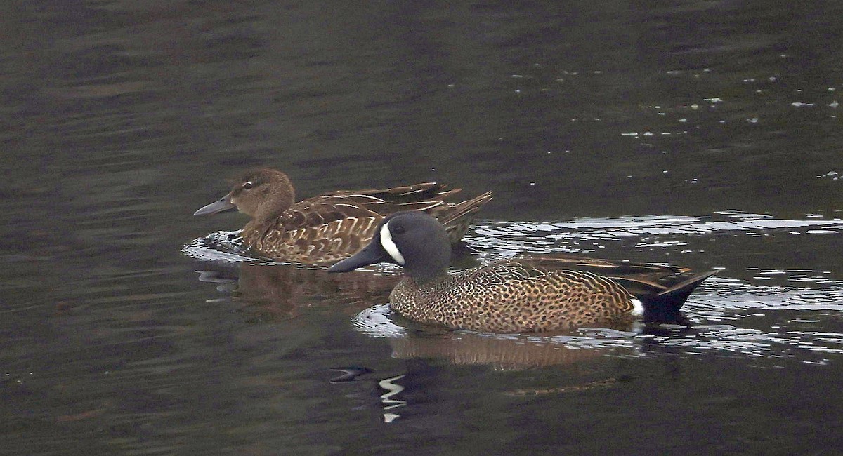 Blue-winged Teal - ML618837302