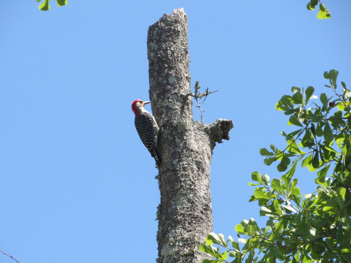 Red-bellied Woodpecker - ML618837310