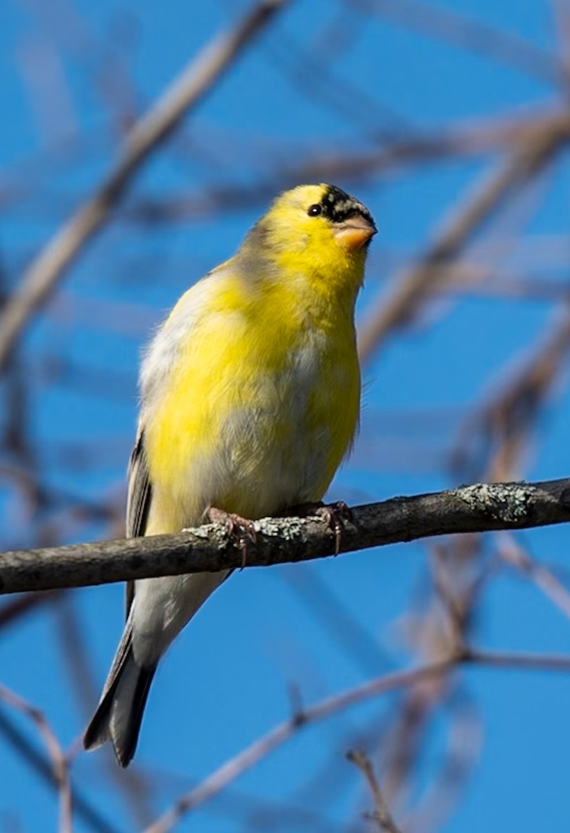 American Goldfinch - Marcus Müller