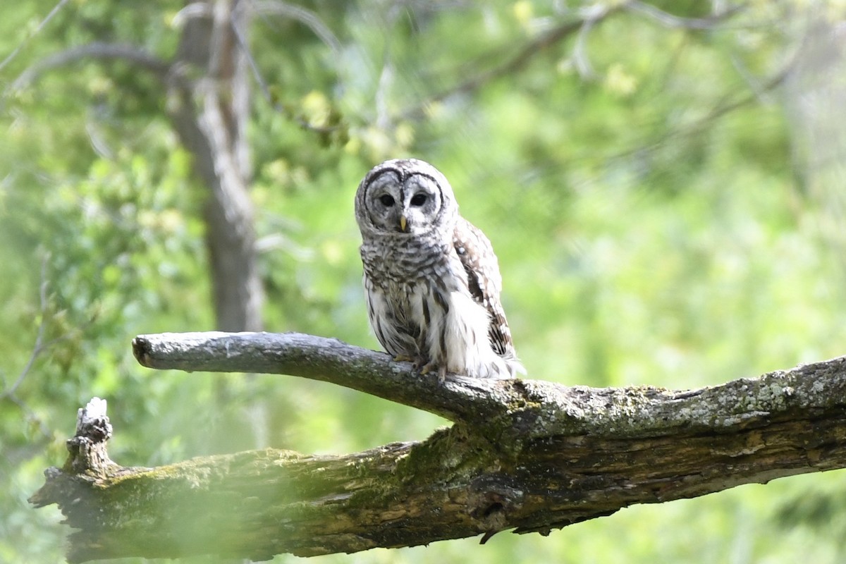 Barred Owl - Matthew Klemme