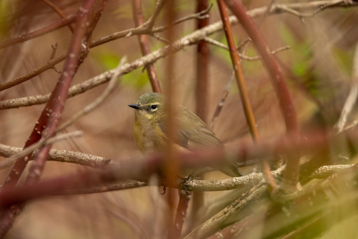 Black-throated Blue Warbler - Paul Bloemendal