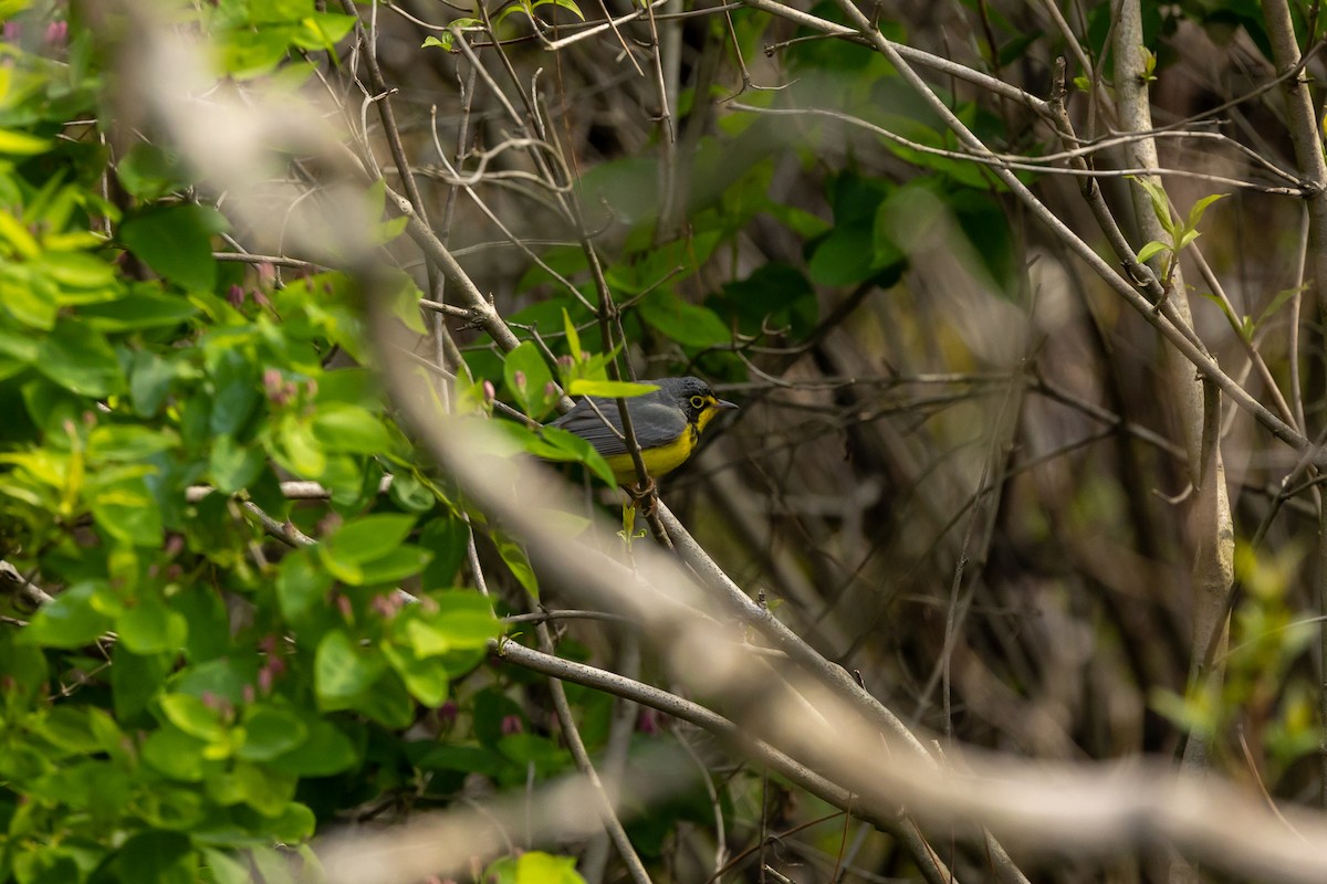 Canada Warbler - Paul Bloemendal