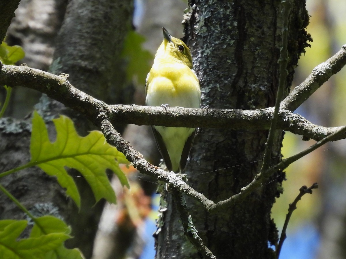 eBird Checklist - 11 May 2024 - Penwood State Park - 60 species