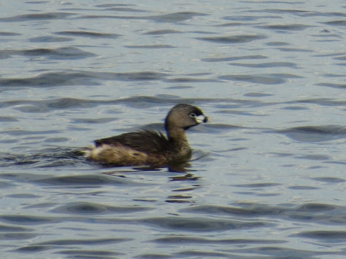 Pied-billed Grebe - Normand Ethier