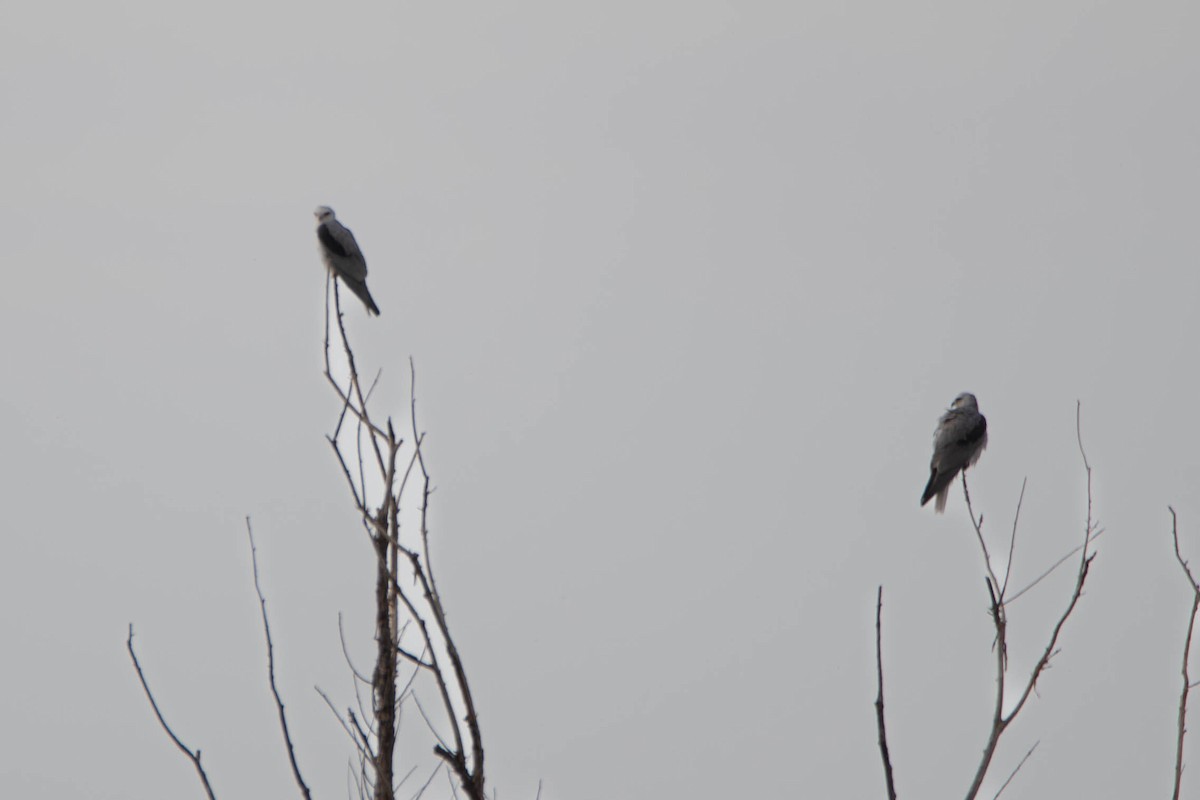 eBird Checklist 11 May 2024 Bosque del Apache NWRDabbler