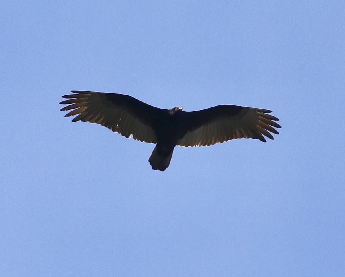 Turkey Vulture - ML618837496