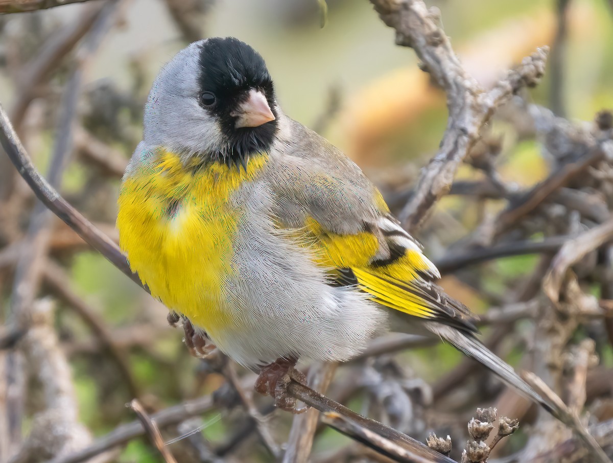 Lawrence's Goldfinch - ML618837521