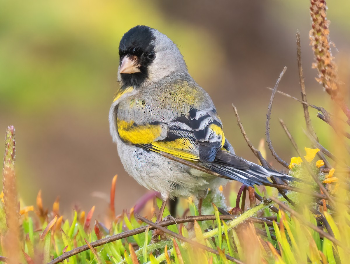 Lawrence's Goldfinch - ML618837522