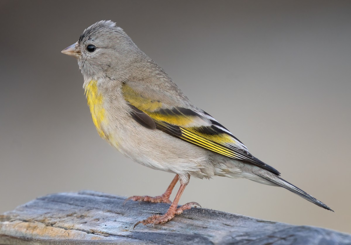 Lawrence's Goldfinch - ML618837524