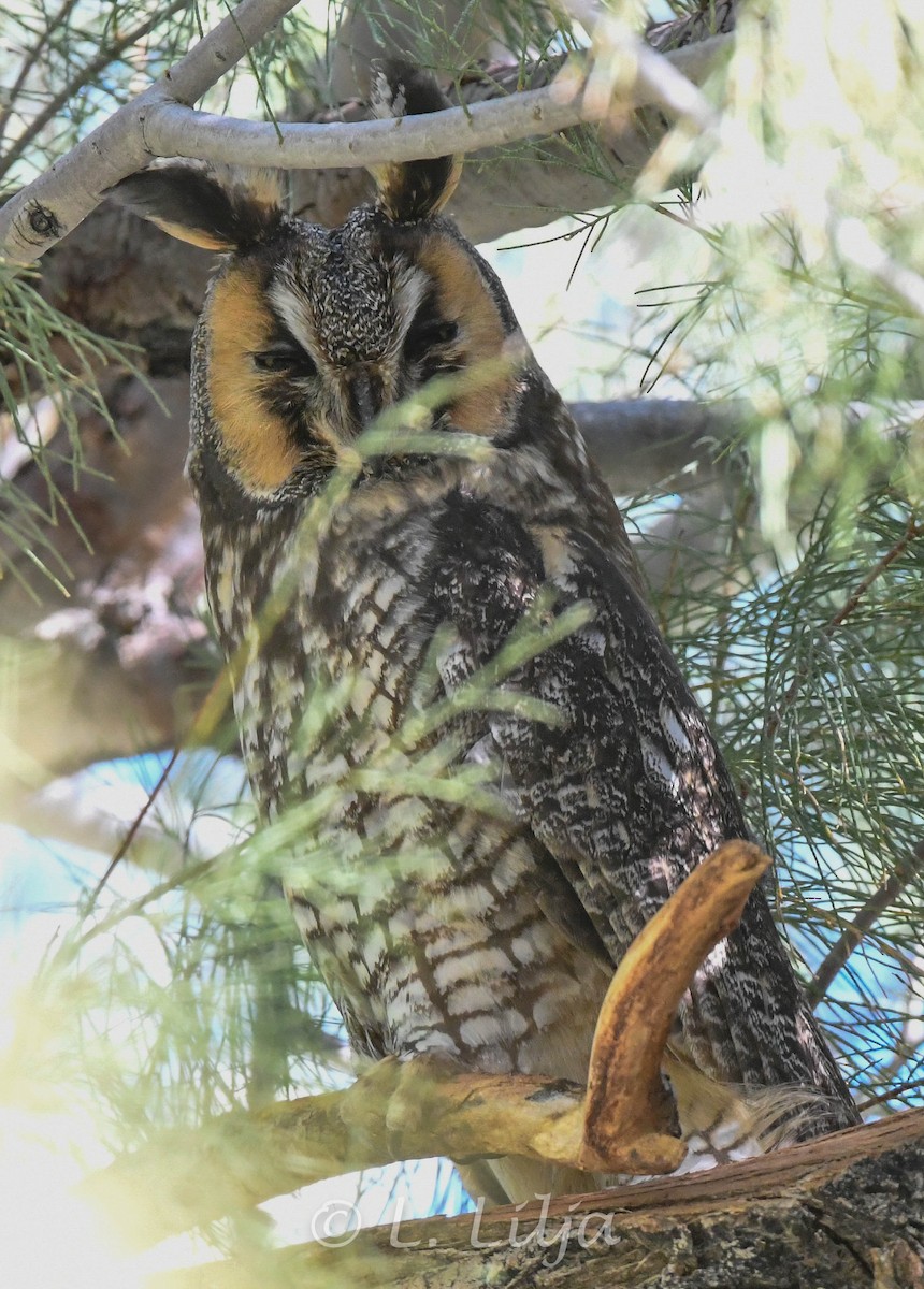 Long-eared Owl - ML618837587