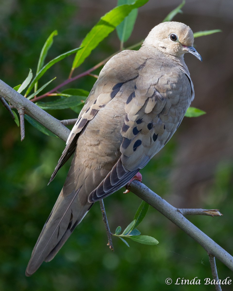 Mourning Dove - Gerry and Linda Baade