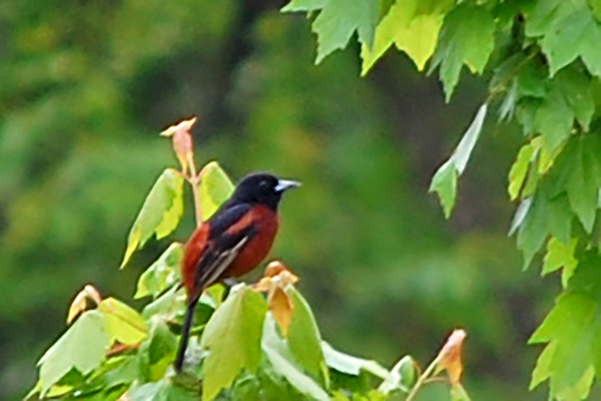 Orchard Oriole - ML618837601