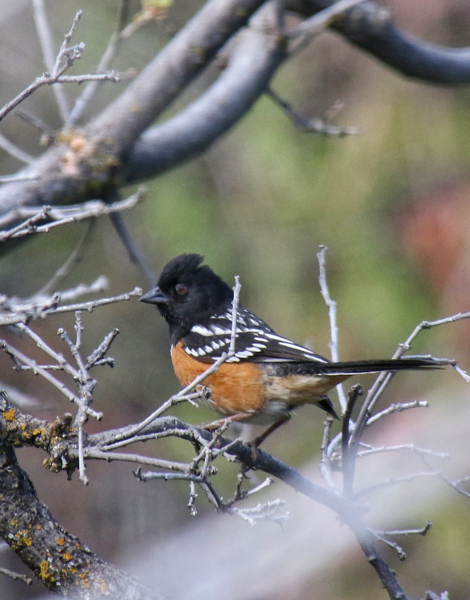 Spotted Towhee - ML618837605