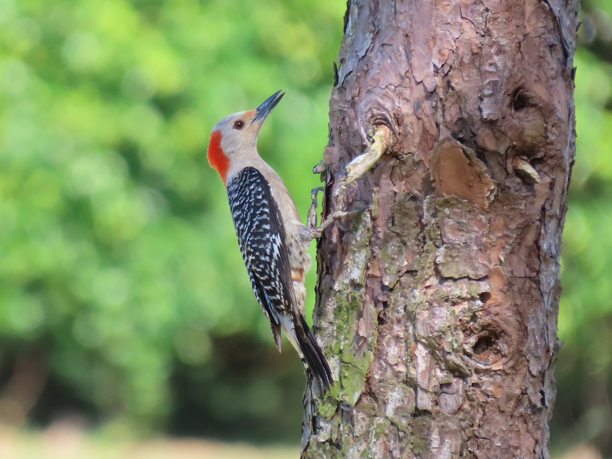 Red-bellied Woodpecker - ML618837610