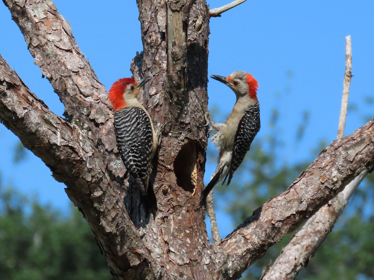 Red-bellied Woodpecker - Susan Young