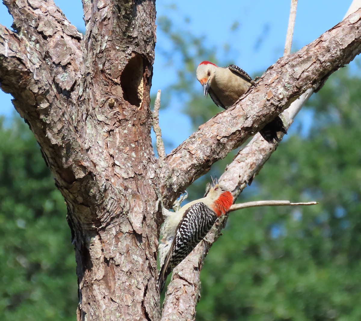 Red-bellied Woodpecker - ML618837612