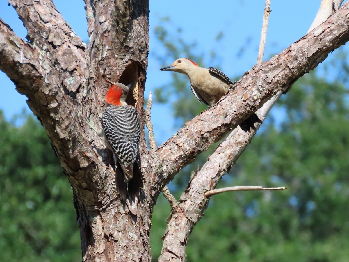 Red-bellied Woodpecker - ML618837613
