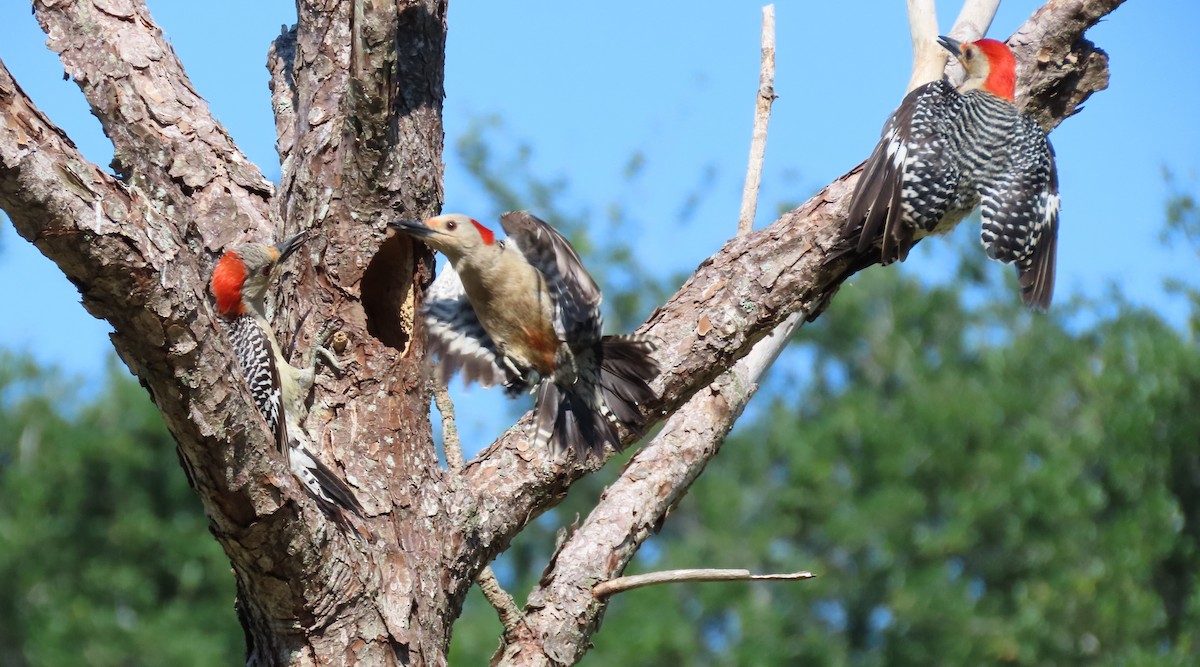 Red-bellied Woodpecker - ML618837614