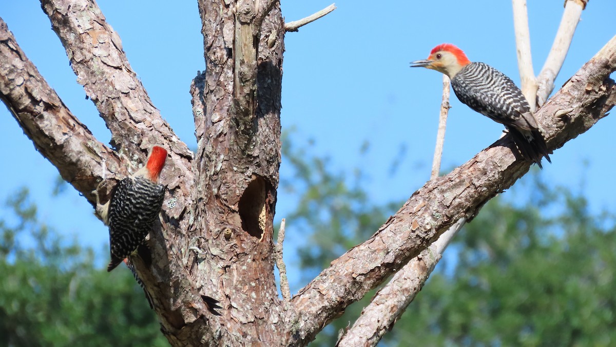 Red-bellied Woodpecker - ML618837619
