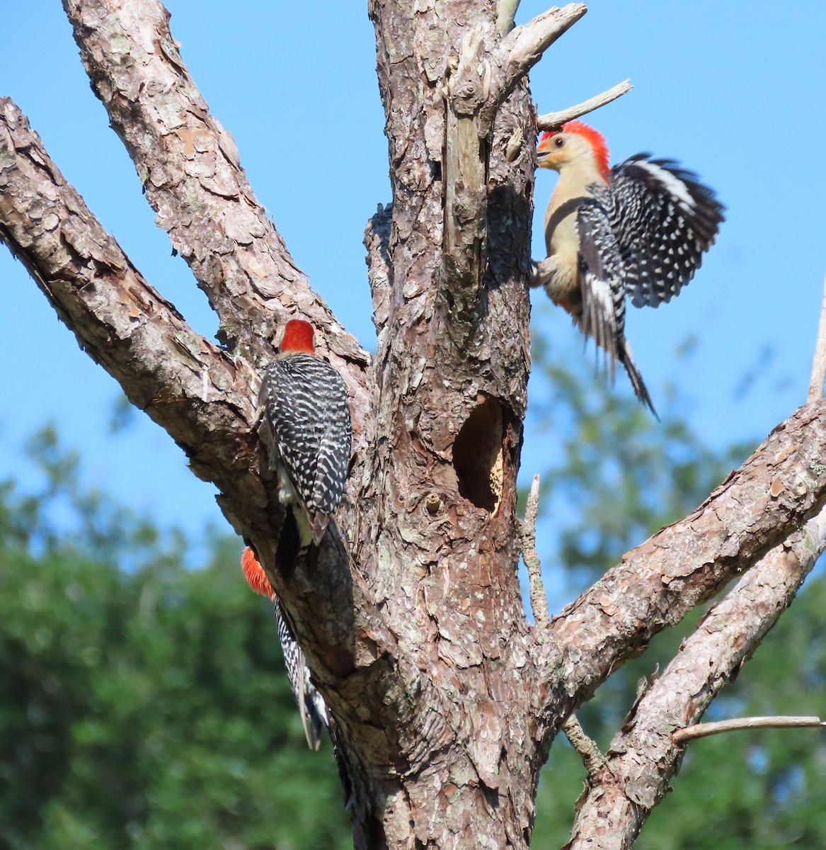 Red-bellied Woodpecker - ML618837620