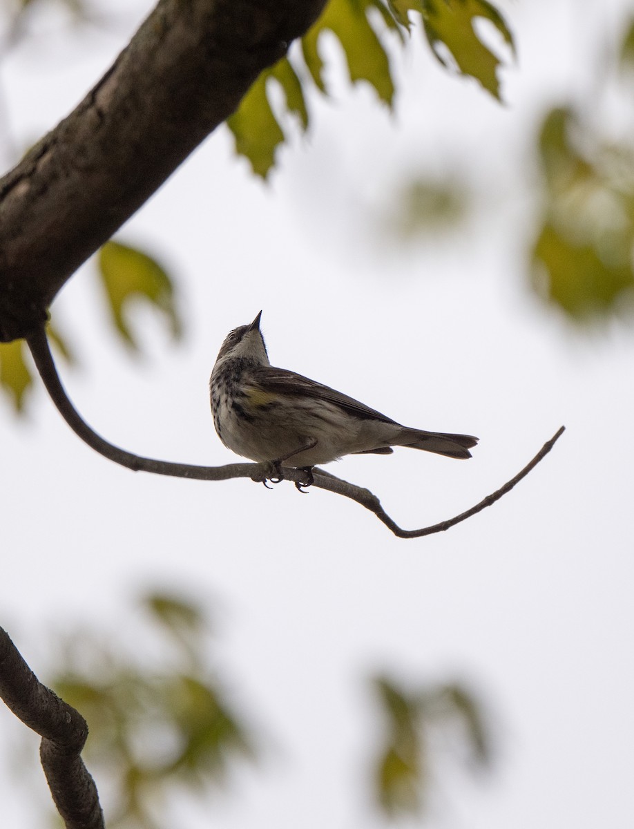 Yellow-rumped Warbler - Marilyn White