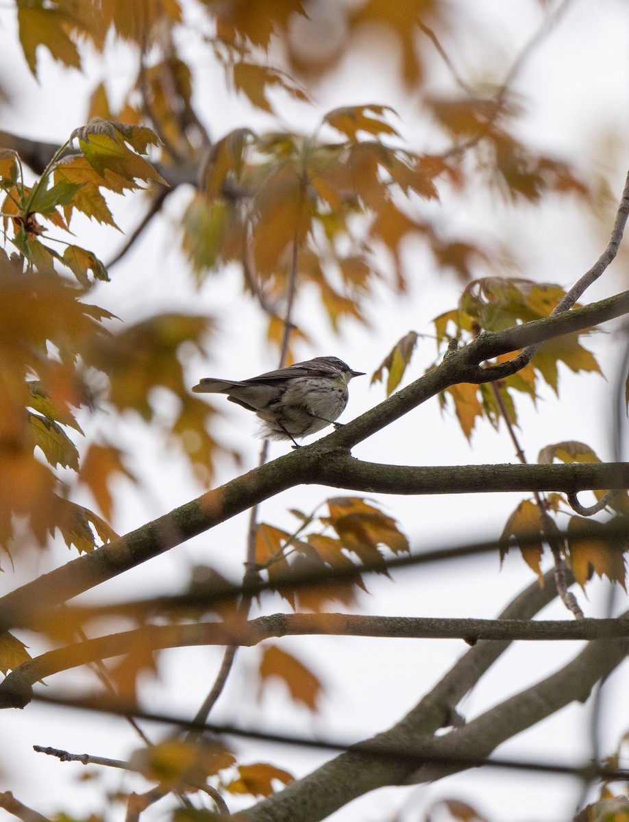Yellow-rumped Warbler - Marilyn White