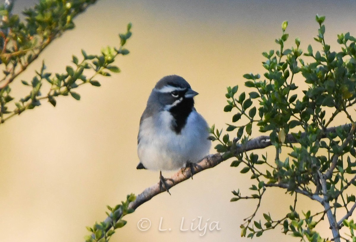 Black-throated Sparrow - Lorri Lilja