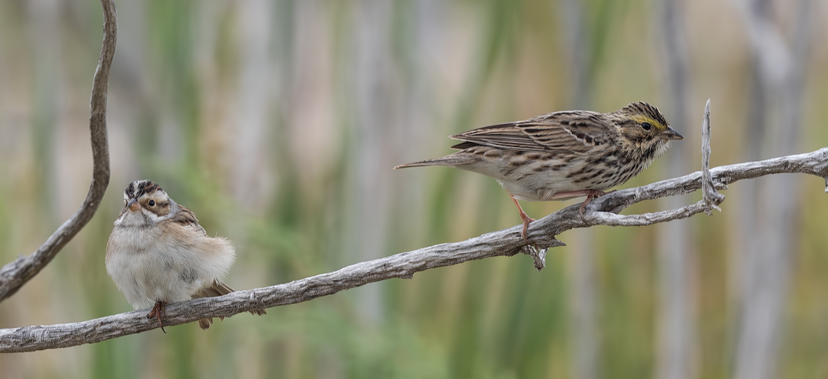 Savannah Sparrow - c.a. maedgen